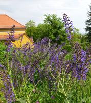 Blick &uuml;ber bl&uuml;henden Steppen-Salbei zum Minkwitzschen Weingut.