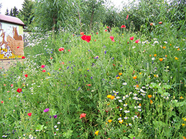 Blumenh&uuml;gel im 1. Sommer